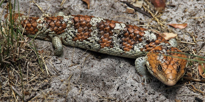 Western Shingleback